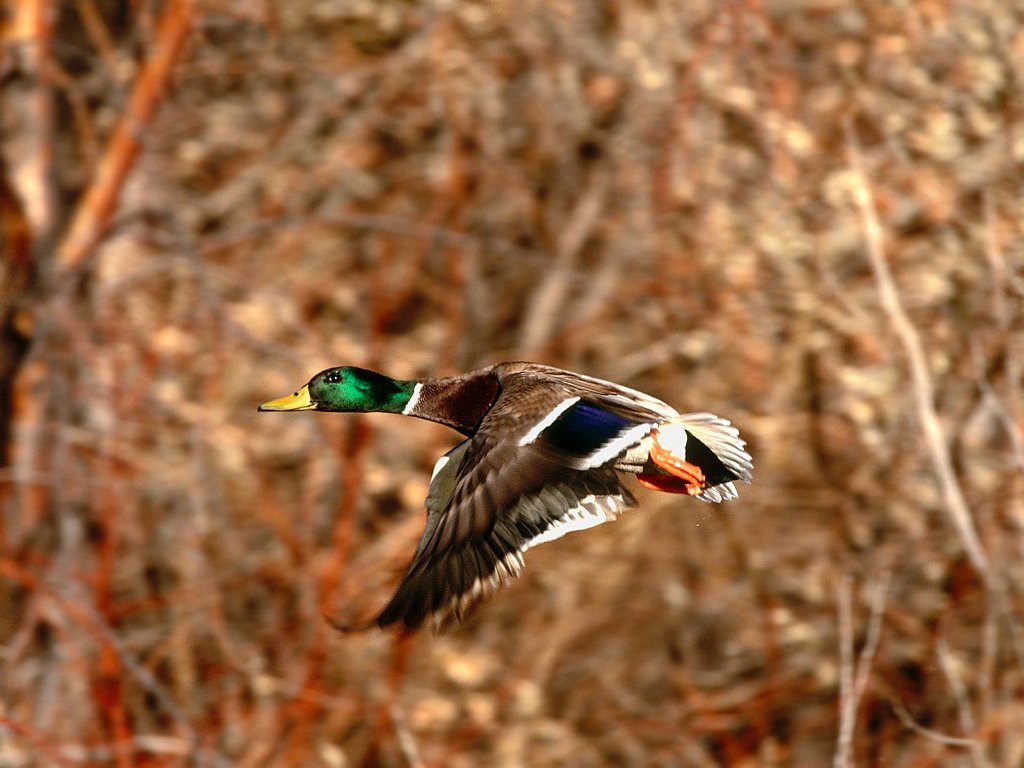 Mallard Duck Drake in Flight